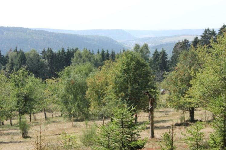Gartenhaus - Dietzhaeuschen Suhl Bagian luar foto